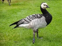 Schwarz-013.webp