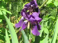 3. Garden (119)v.webp