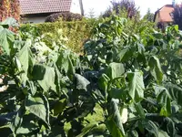ET erfroren2 3.10.2013.webp