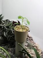chili_1.webp
