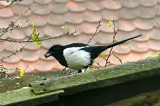 DSCN2055.webp