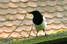 DSCN2051.webp