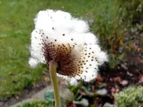 Weiß_0001.webp