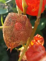 K800_DSCF5679.webp
