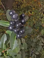 K800_DSCF5648.webp