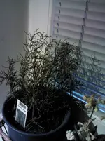 IMG_20141107_154239.webp