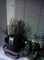 IMG_20141107_154228.webp
