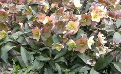 Helleborus_Welche_Sorte.webp