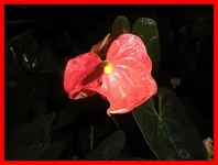 063.webp