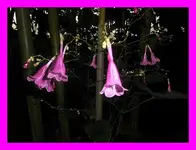 105.webp