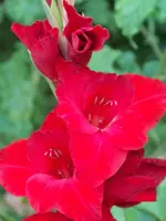 planten un bloomen 036.webp