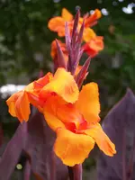 planten un bloomen 048.webp