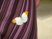 207.webp
