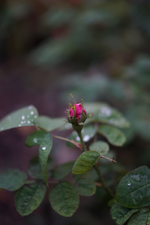 Rose de Resht (2).webp