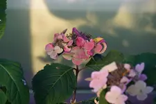 Hortensie (Kopie).webp