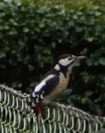Buntspecht 8.11..webp