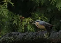 Kleiber bei regen 8.11..webp