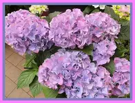 101.webp
