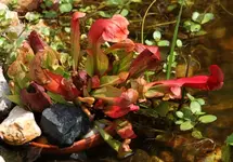Im Teich, Juli.webp