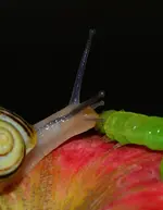 schundraupe1.webp
