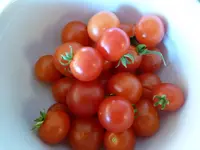 letzte Tomatenernte 2014.webp