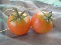Tomate - Ananas.webp