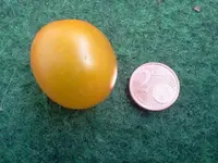 Tomate - gelbe Cherry.webp