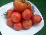 Tomate - Harzfeuer.jpg