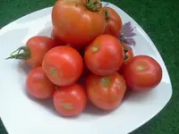 Tomate - Harzfeuer.webp