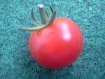 Tomate - rote Cherry.jpg