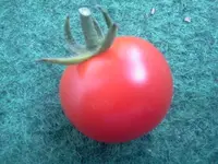 Tomate - rote Cherry.webp