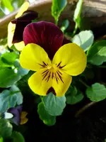 Hornveilchenblüte.webp