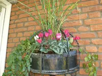 Alpenveilchen.webp