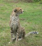 IMG_20141108_185757 gepard.jpg