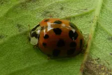 Marienkäferchen_1608.webp