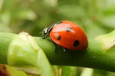 Marienkäferchen_1610.webp