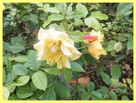 045.webp