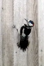 DSCN2136.webp
