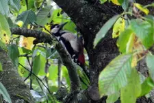 DSCN2142.webp