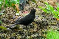 DSCN2171.webp