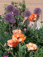 Picotee & Allium.webp
