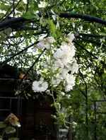 IMG_3623.webp