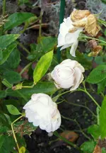 IMG_3625.webp