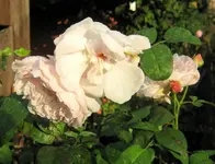 IMG_3626.webp