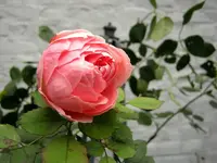 IMG_3677.webp