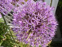 Blüte Zierlauch2 15.5.2013.webp