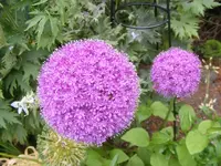Riesenkugellauch 25.6.2013.webp