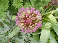Zierlauch 11.5.2013.webp