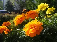 Hummelchen.webp