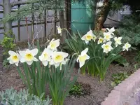 Narzissen2 20.4.2013.webp